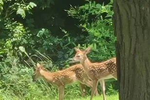 26 S Fairview Ave, Niles, MI 49120 - Photo 37