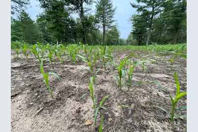 V/L 21A E 15 Mile Road, Bitely, MI 49309 - Photo 15