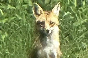 52960 Co Rd 380, Grand Junction, MI 49056 - Photo 45