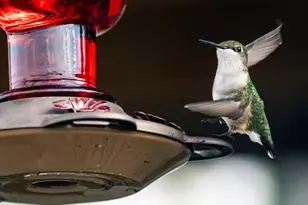 7258 S Crooked Lake Dr, Delton, MI 49046 - Photo 31