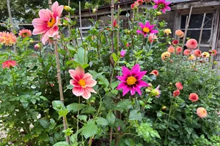 3017 Old Allegan Rd, Fennville, MI 49408 - Photo 27