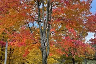 14321 N Chestnut Ave, Reed City, MI 49677 - Photo 17