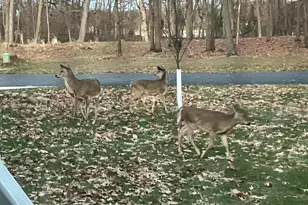 644 Woodchuck Dr, Coldwater, MI 49036 - Photo 53