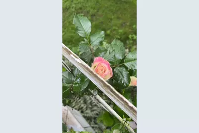 410 S Center Street, Stockbridge, MI 49285 - Photo 27