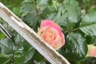 410 S Center St, Stockbridge, MI 49285 - Photo 27