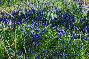 265 W Pearl Rd, Coldwater, MI 49036 - Photo 37