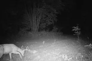 11401 Little George Lake Rd, Gladwin, MI 48624 - Photo 73