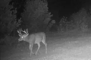 11401 Little George Lake Rd, Gladwin, MI 48624 - Photo 97