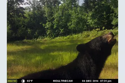 Vl 40 Acre Coates Hwy., Brethren, MI 49619 - Photo 27