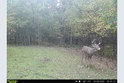 W 7 Mile Road, Irons, MI 49644 - Photo 5