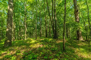 1935 Pierce Rd, Chelsea, MI 48118 - Photo 9