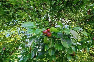 579 38th Street, Allegan, MI 49010 - Photo 21