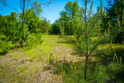 Parcel A Makinen Road, Kaleva, MI 49645 - Photo 19