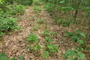 V/L 10-13 W Oliver Rd, Baldwin, MI 49304 - Photo 1