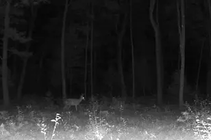 4393 E 8th St, White Cloud, MI 49349 - Photo 71