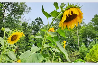 2984 W Pierce Drive, Brohman, MI 49312 - Photo 21