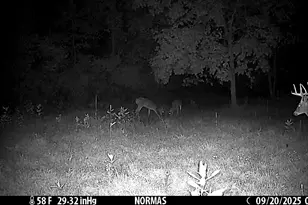 355 N Shaw Rd, Bailey, MI 49303 - Photo 57