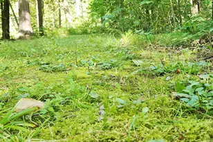 899 E 8th St, White Cloud, MI 49349 - Photo 61