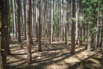 Parcel 1 Makinen Road, Kaleva, MI 49645 - Photo 23