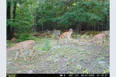 Par 1 & 5 Clements Road, Kaleva, MI 49645 - Photo 61