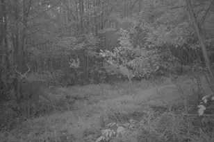 4620 Peterson Rd, Beaverton, MI 48612 - Photo 73