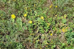 10 05Ac Barberry Ave, Newaygo, MI 49337 - Photo 1