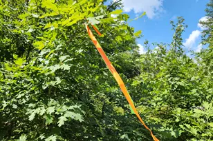 Vl 4 5 Acr Wilderness Trail, Luther, MI 49656 - Photo 1