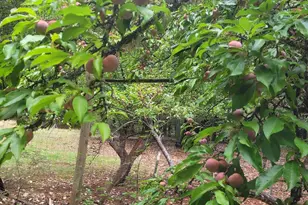 356 White Oak Dr, Cave Junction, OR 97523 - Photo 21