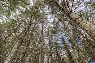 92884 Applegate Trail, Junction City, OR 97448 - Photo 27