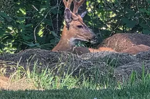 8623 Blackhawk Ct SE, Salem, OR 97317 - Photo 11