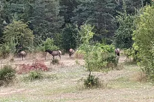 38380 Soap Creek Rd, Corvallis, OR 97330 - Photo 39