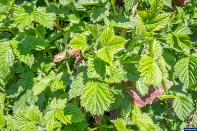 3372 River Bend Rd NW, Salem, OR 97304 - Photo 27