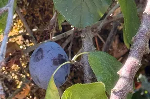 633 SE Ash St, Dallas, OR 97338 - Photo 45