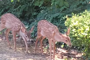 8372 Enchanted (#107) Wy SE, Turner, OR 97392 - Photo 43