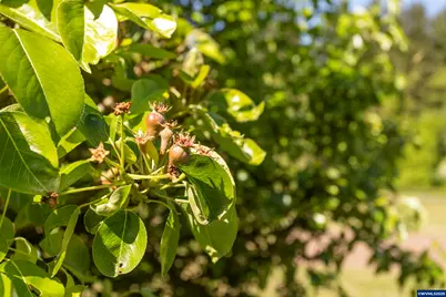 9275 SE Terrace View Ct, Amity, OR 97101 - Photo 25