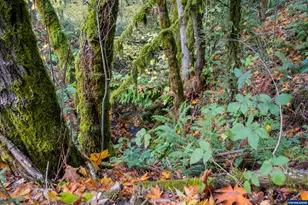 6000 River Rd S, Salem, OR 97302 - Photo 41