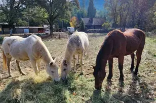 9740 Upper Olalla Rd, Winston, OR 97496 - Photo 27