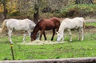 9740 Upper Olalla Rd, Winston, OR 97496 - Photo 25