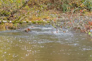 9740 Upper Olalla Rd, Winston, OR 97496 - Photo 21