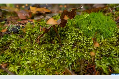 9740 Upper Olalla Rd, Winston, OR 97496 - Photo 35