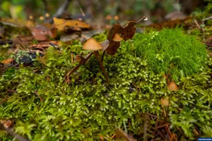 9740 Upper Olalla Rd, Winston, OR 97496 - Photo 35