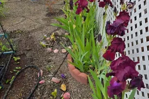 2723 Oakland Lp SE, Salem, OR 97317 - Photo 29