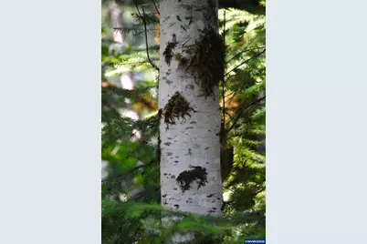 00 Van Horn Rd, Alsea, OR 97324 - Photo 15