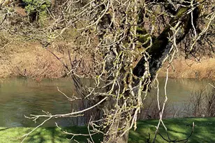 617 SW Monroe St, Sheridan, OR 97378 - Photo 5