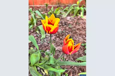 1254 Crystal Ln, Lafayette, OR 97127 - Photo 35