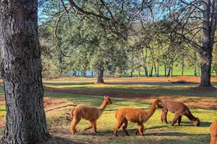 2752 Cole Rd S, Salem, OR 97306 - Photo 35