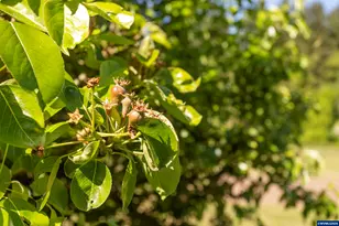 9275 SE Terrace View Ct, Amity, OR 97101 - Photo 25