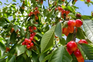 2395 88th Ave NE, Salem, OR 97305 - Photo 47