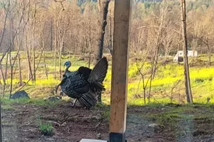 10855 Kubin Rd SE, Lyons, OR 97358 - Photo 19