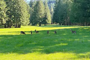 753253 Mosby Creek Rd, Cottage Grove, OR 97424 - Photo 9